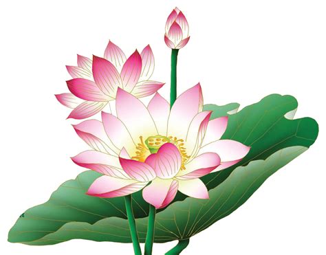 蓮花 png